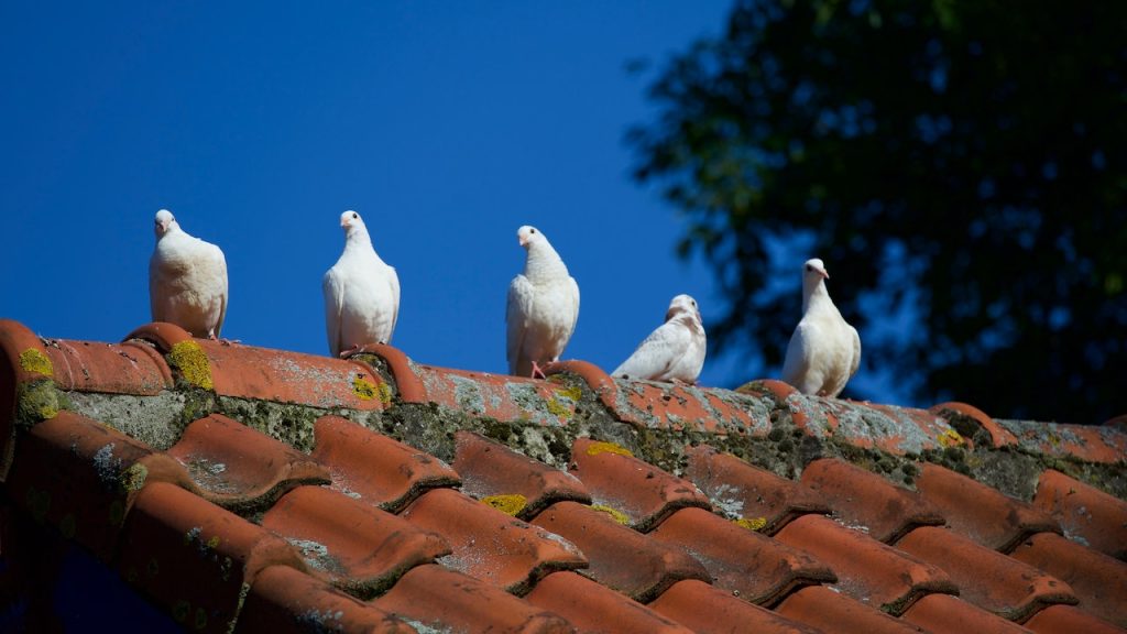 Verbouwen in Tilburg, dit moet je weten