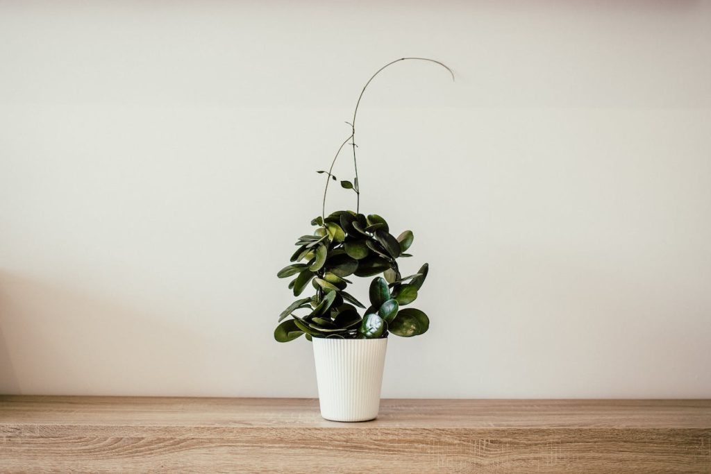 Kamerplanten verzorgen voor een groene oase in jouw huis