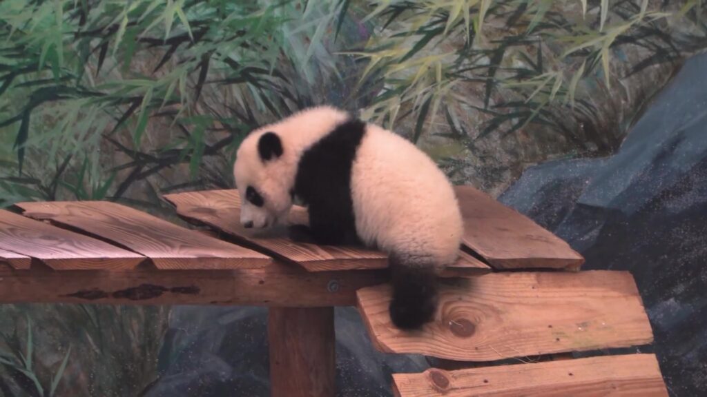 Pandajong Lang Yue klimt op een houten vlonder in Ouwehands Dierenpark