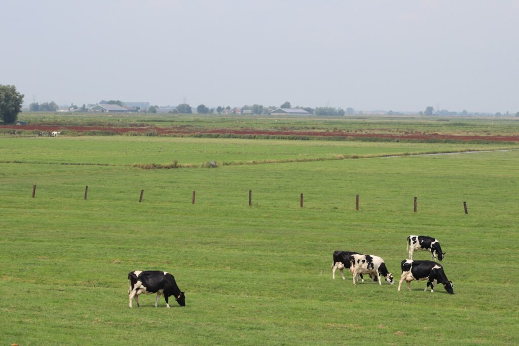 Koeien in een weiland op een grijze herfstdag