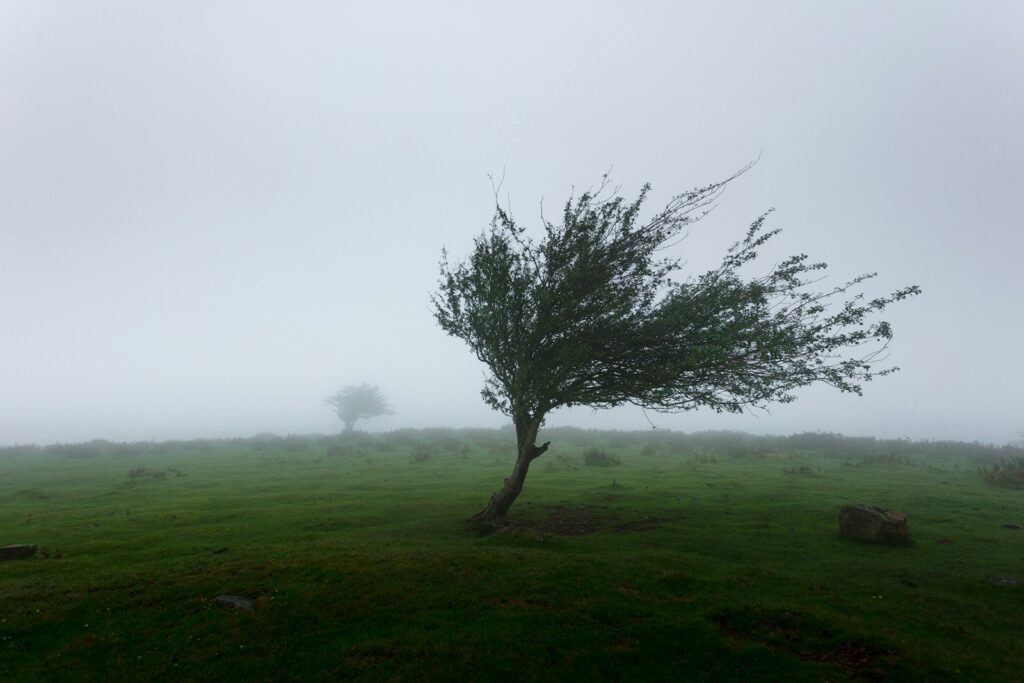 Bomen buigen door harde wind langs een fietspad