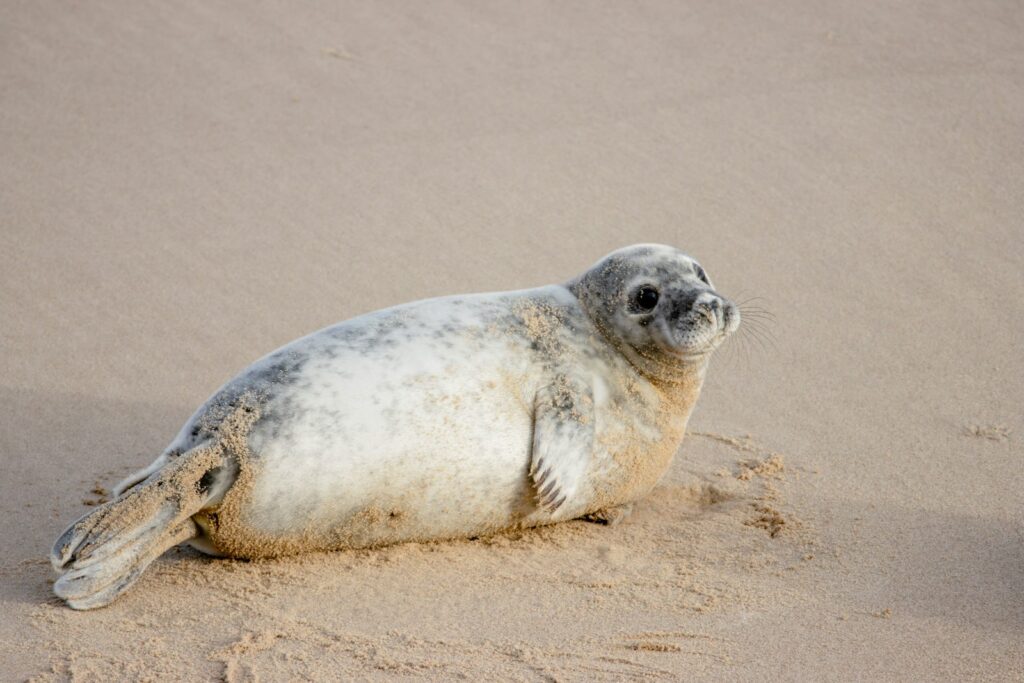 Jonge zeehond ligt op het strand